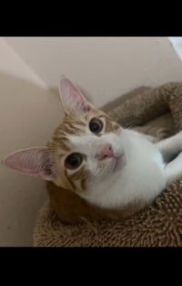 Henry (bonded with Tuti) - Photo 6