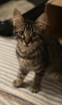 Daphne - Photo 3