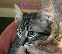 Daphne - Photo 6