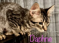 Daphne - Photo 7