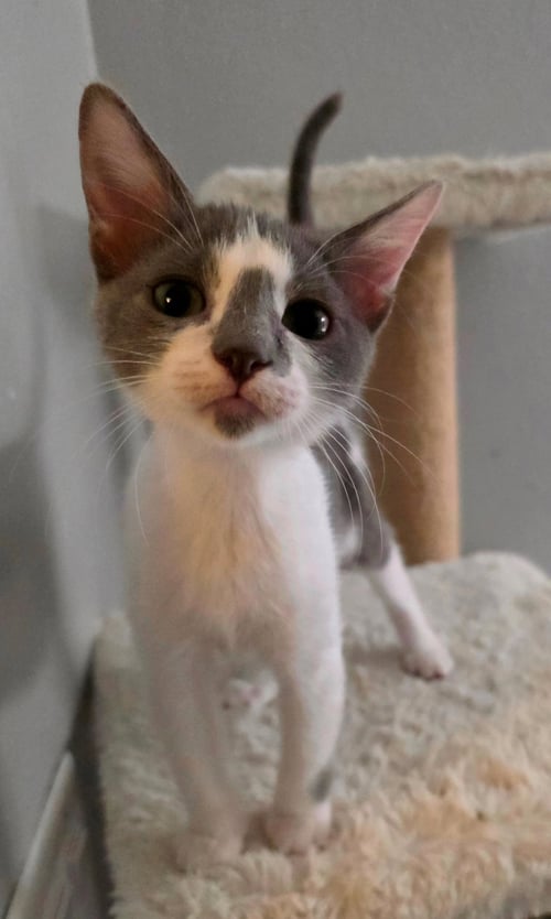 PEARL - Domestic Short Hair available for adoption