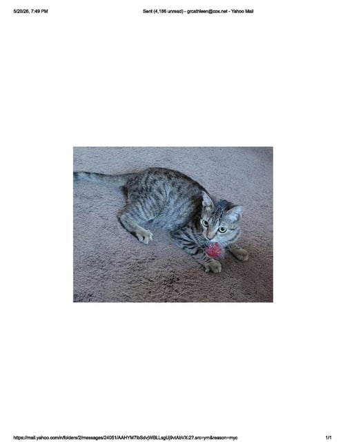 COYOTE - Domestic Short Hair available for adoption