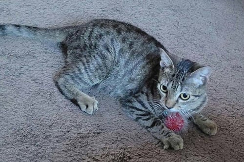 COYOTE - Domestic Short Hair available for adoption