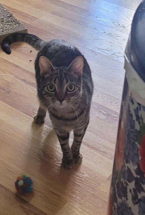 COYOTE - Domestic Short Hair available for adoption