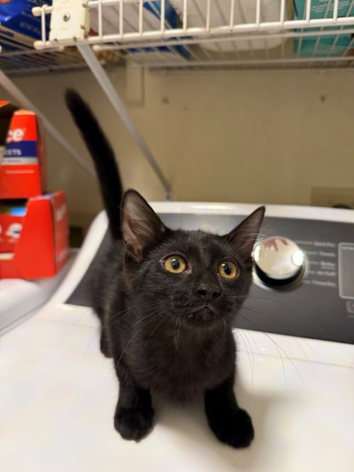TULIP - Domestic Medium Hair / Tuxedo available for adoption