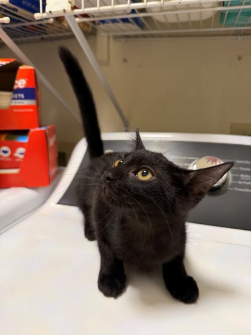 TULIP - Domestic Medium Hair / Tuxedo available for adoption