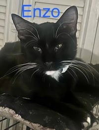 Enzo - Photo 1