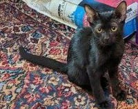 Gato - Photo 2