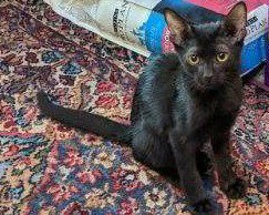 GATO - Domestic Short Hair available for adoption