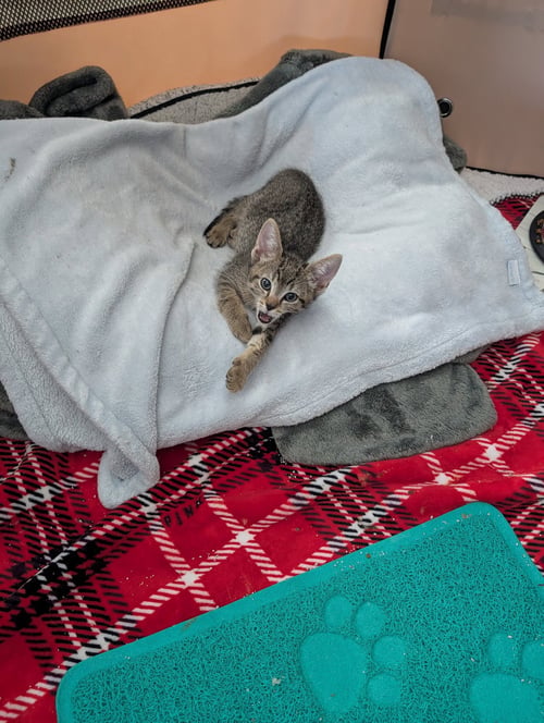 STEVEN - Domestic Short Hair / Tabby available for adoption