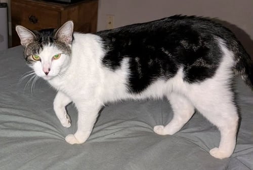 MR. ROGERS - Domestic Short Hair for adoption in Phoenix