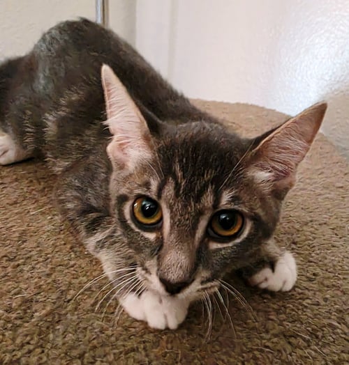 DUKE - Domestic Short Hair / Tabby for adoption in Peoria