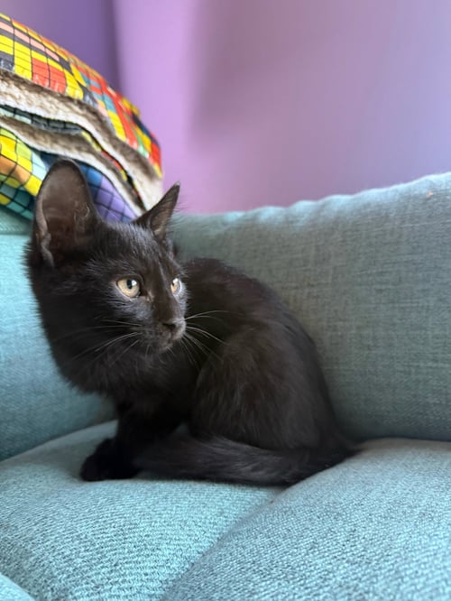 ASTER - Domestic Short Hair / Tuxedo for adoption in Peoria