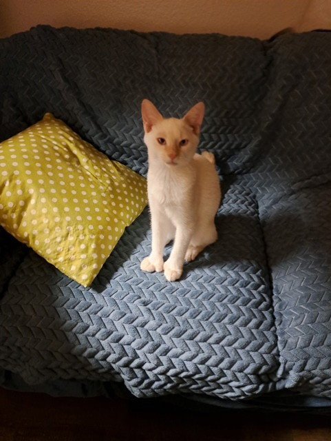 CHEKOV