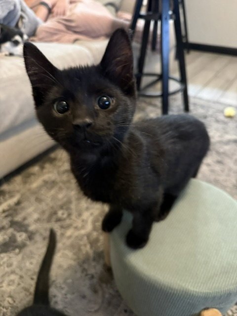 JACKSON - Domestic Short Hair available for adoption