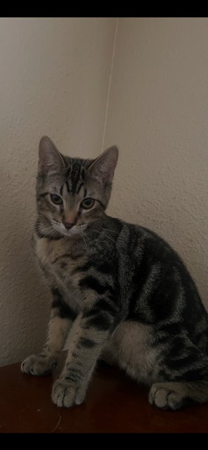 LUKE - Domestic Short Hair available for adoption