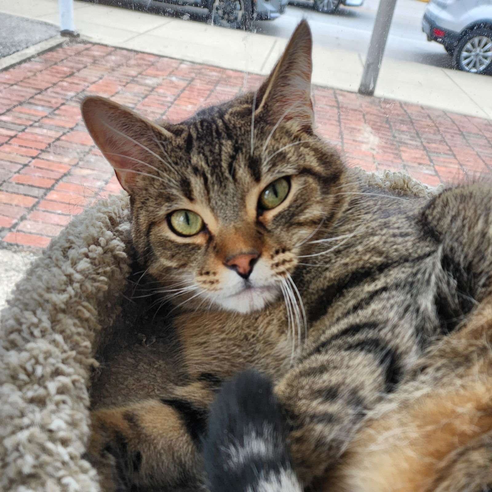 TOMMY - Tabby / Domestic Short Hair available for adoption
