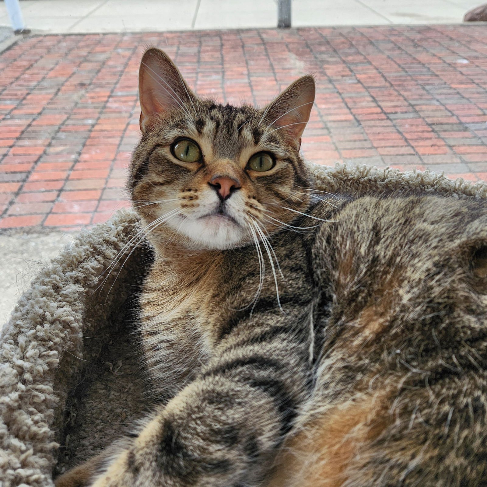 TOMMY - Tabby / Domestic Short Hair available for adoption