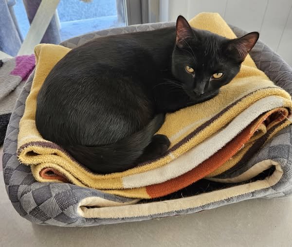 EGORI THE BRAVE - Domestic Short Hair available for adoption