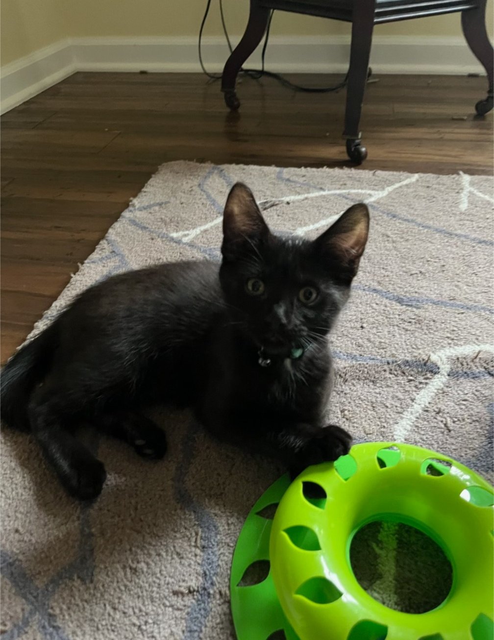 EGORI THE BRAVE - Domestic Short Hair available for adoption