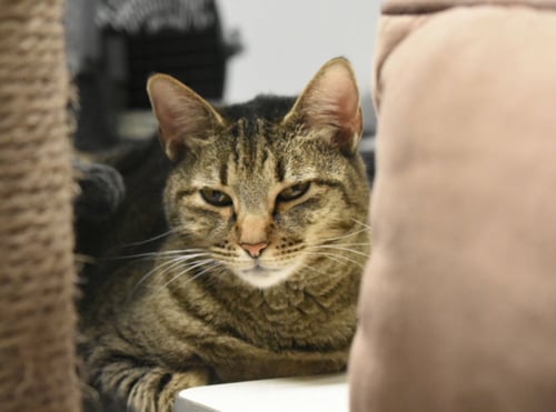 MORA - Domestic Short Hair / Tabby available for adoption