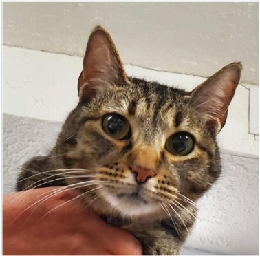 MORA - Domestic Short Hair / Tabby available for adoption