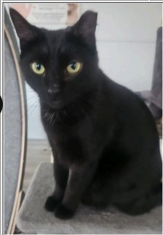 MORRISON - Domestic Short Hair for adoption in Indianapolis