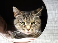 Shasta - Photo 3