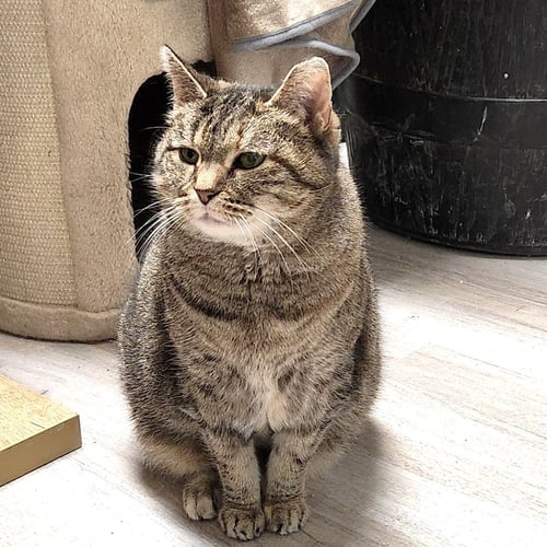 SHASTA - Domestic Short Hair for adoption in Indianapolis