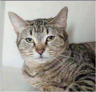 PETEY - Domestic Short Hair for adoption in Indianapolis