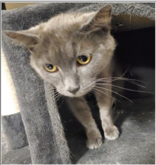 RUBY - Domestic Short Hair for adoption in Carmel