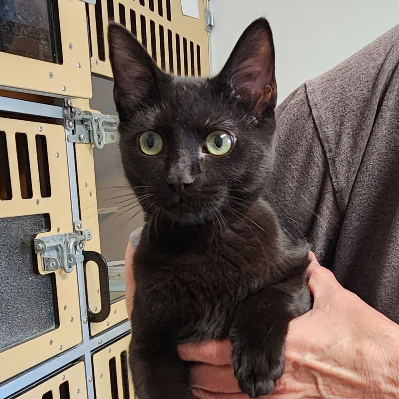 GRETEL - Domestic Short Hair available for adoption