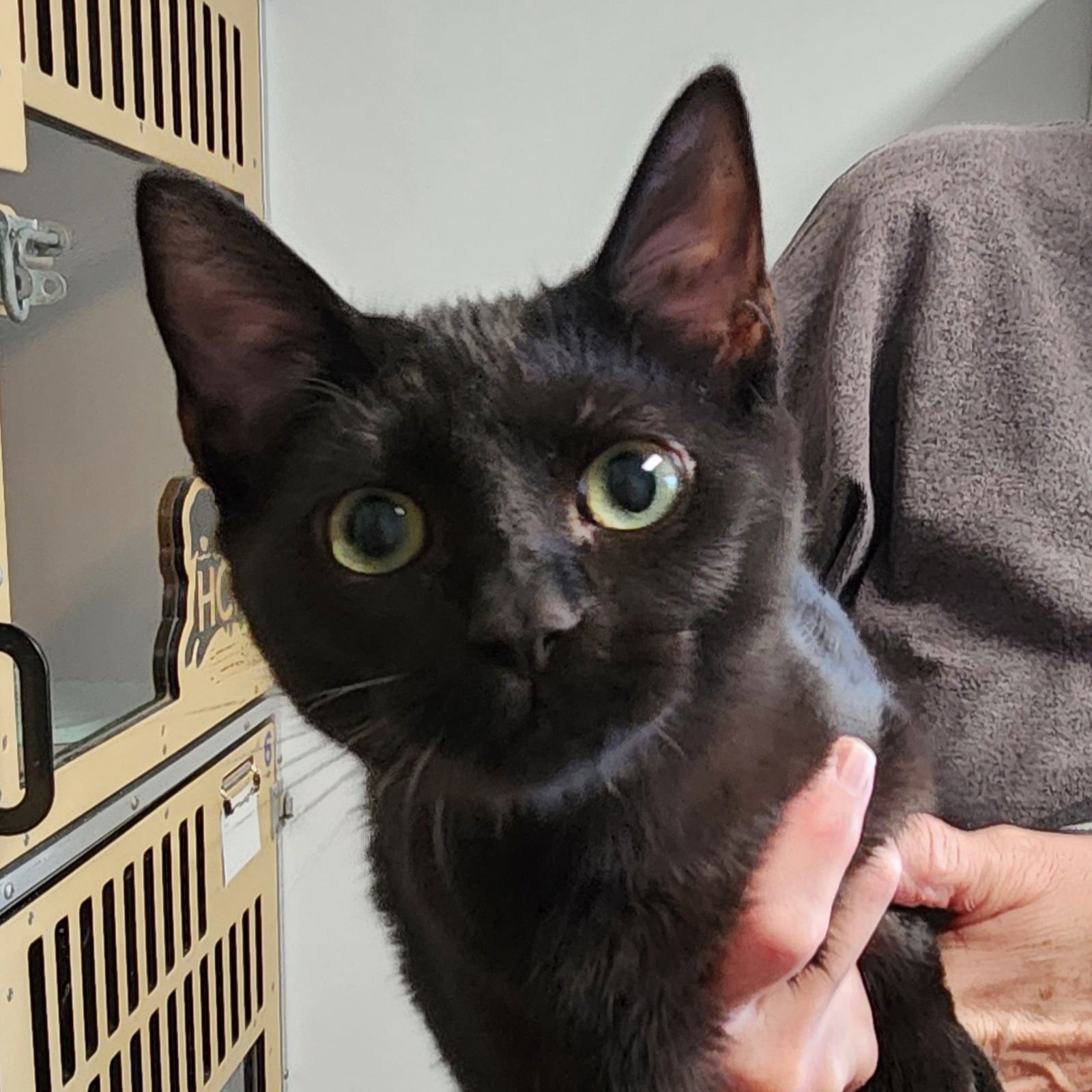 GRETEL - Domestic Short Hair available for adoption