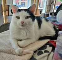 Reggie - Photo 1