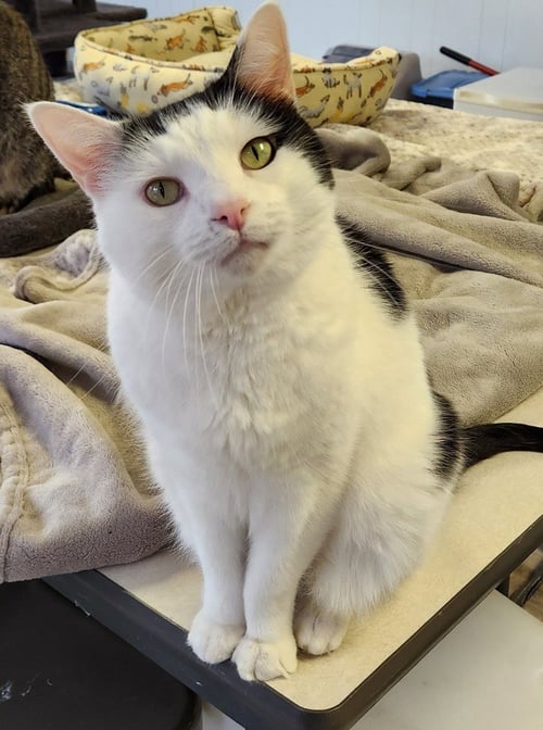 REGGIE - Domestic Medium Hair available for adoption
