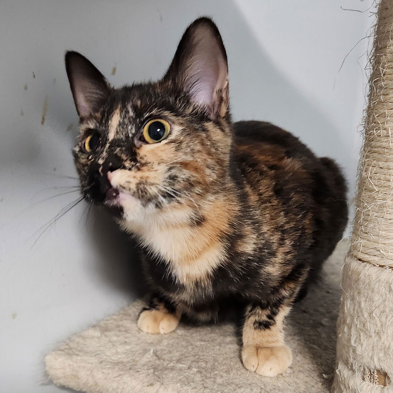 CAPPUCINO - Tortoiseshell / Domestic Short Hair available for adoption
