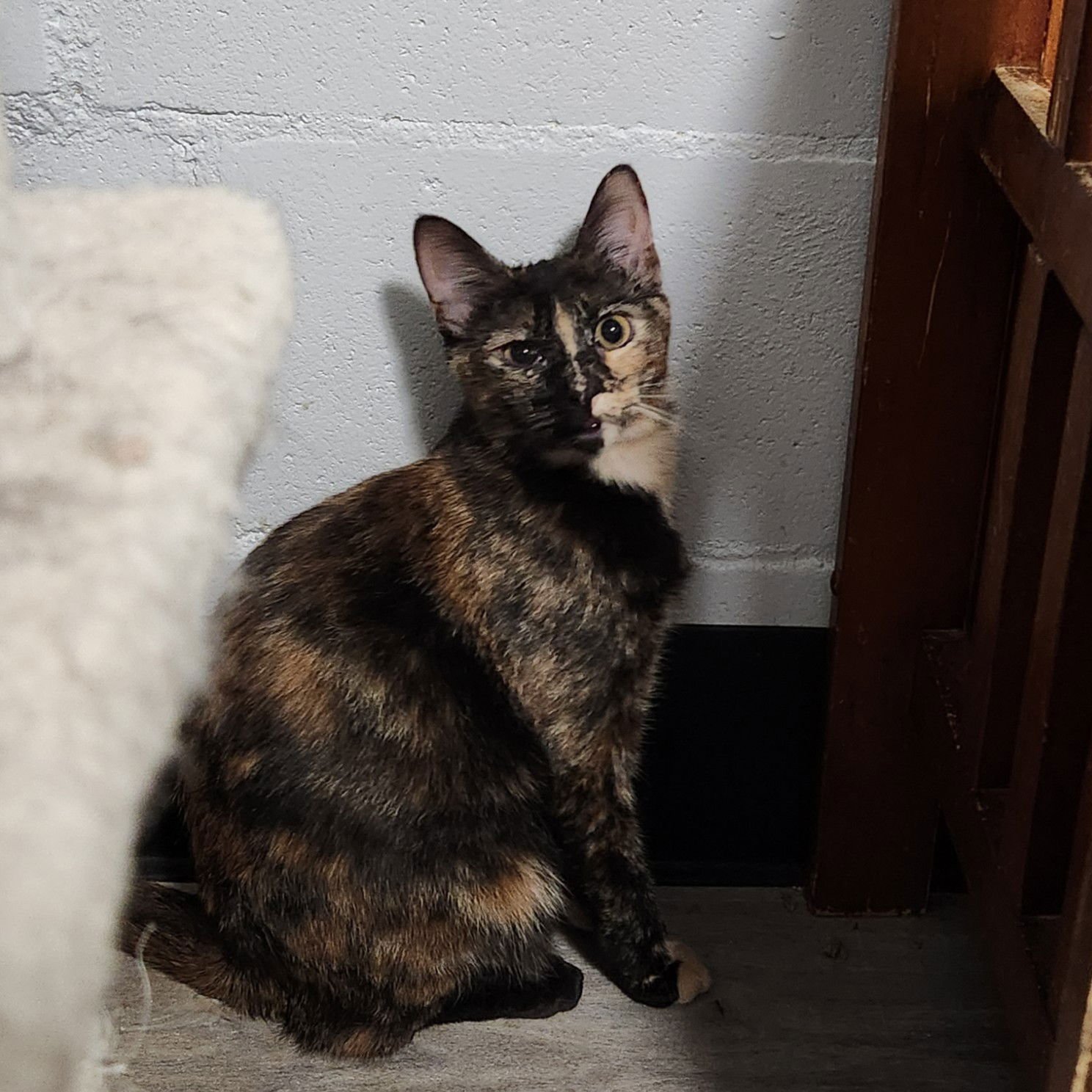 CAPPUCINO - Tortoiseshell / Domestic Short Hair available for adoption