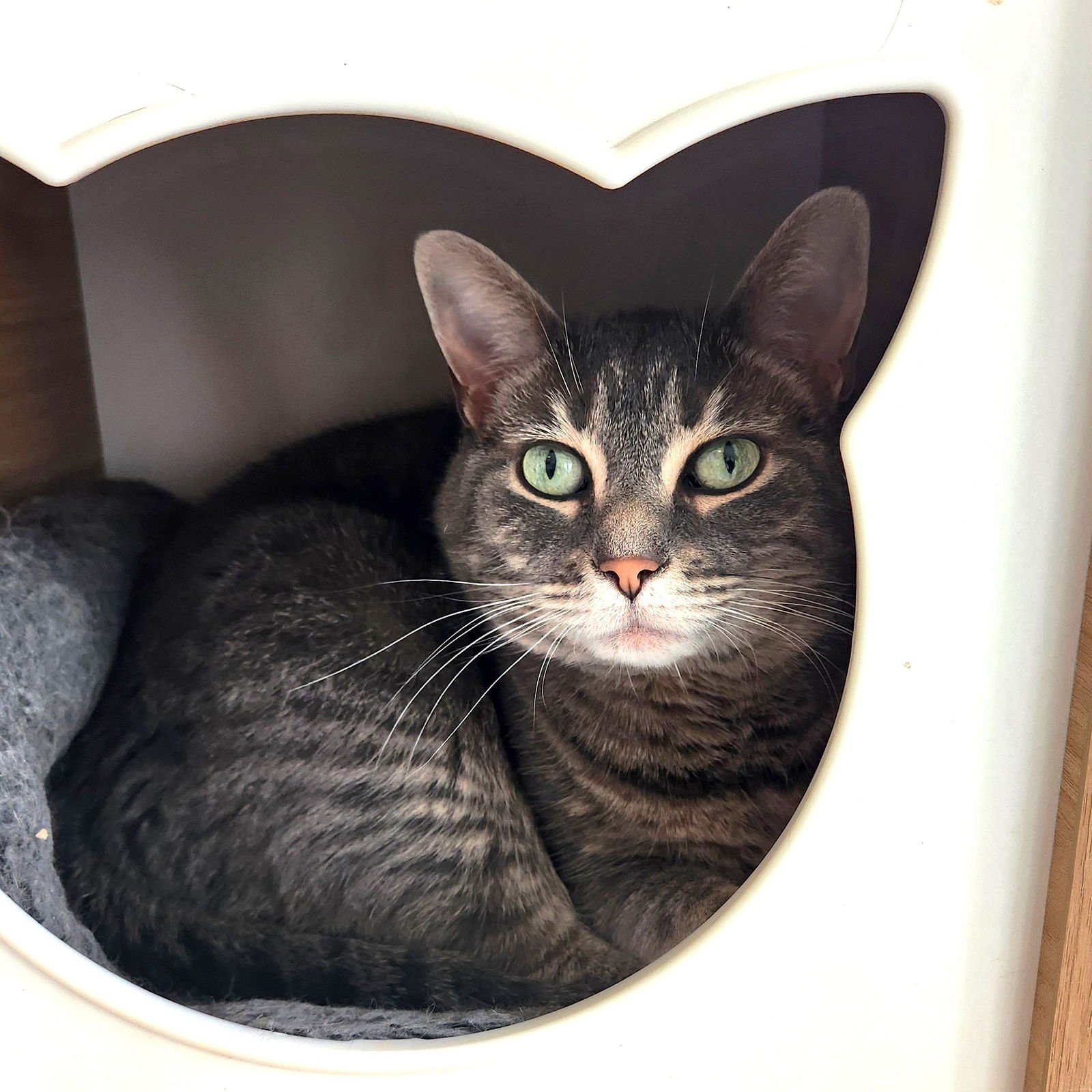 LILLY C. - Tabby / Domestic Short Hair available for adoption