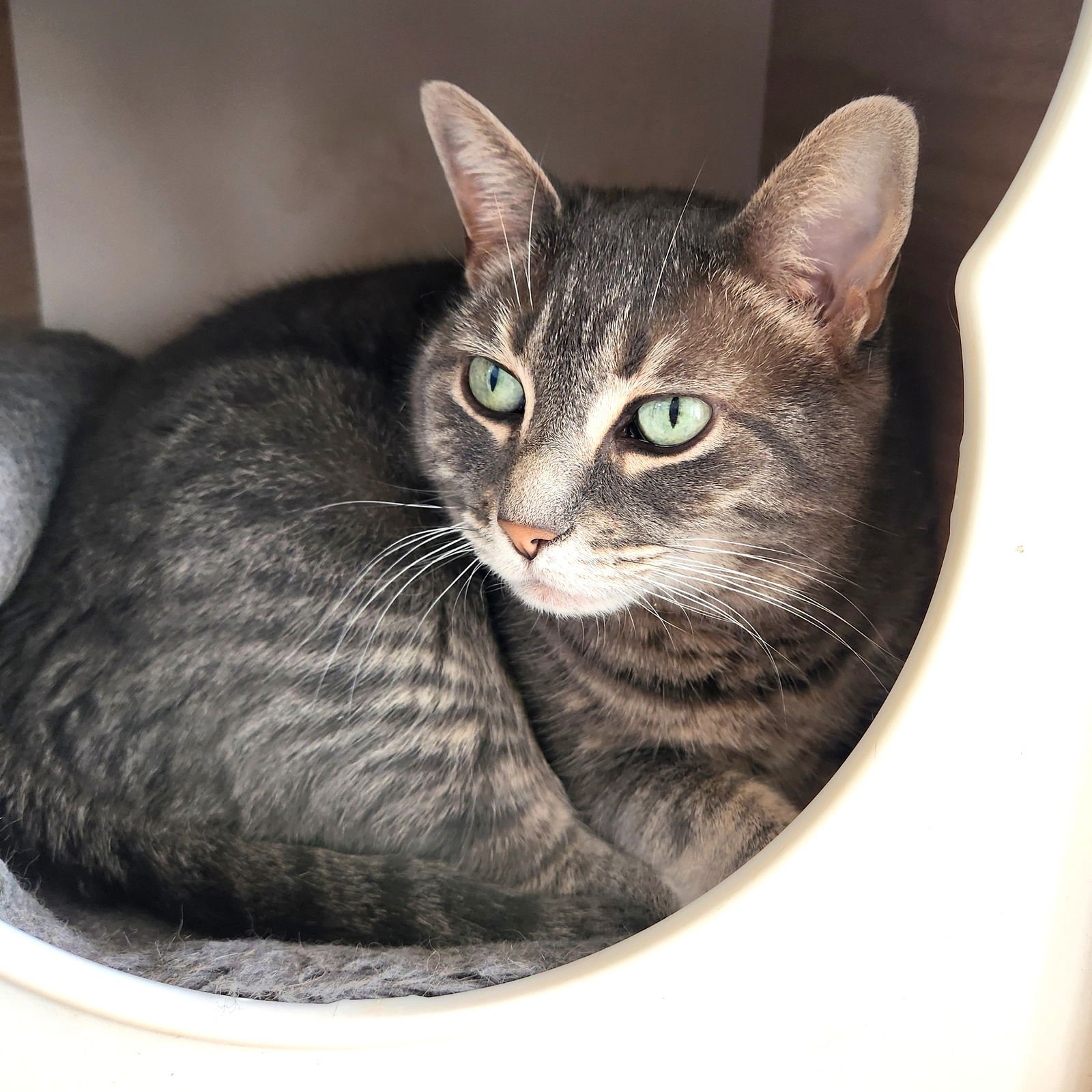 LILLY C. - Tabby / Domestic Short Hair available for adoption