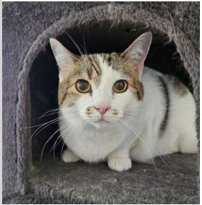 DAISY - Domestic Short Hair available for adoption