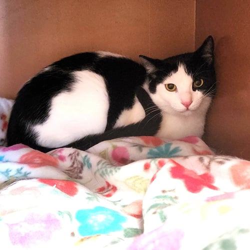 DIMITRI - Domestic Short Hair for adoption in Indianapolis