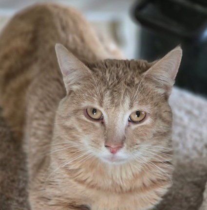 EMERSON - Tabby / Domestic Short Hair available for adoption