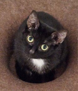 CALI - Domestic Short Hair for adoption in Indianapolis