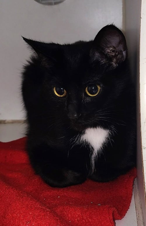 CALI - Domestic Short Hair available for adoption