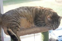 Rupert - Photo 2