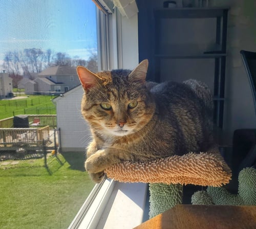 RUPERT - Domestic Short Hair for adoption in Indianapolis