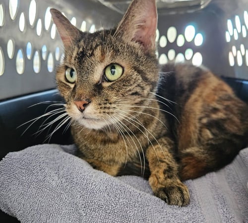 BEVERLY - Domestic Short Hair / Torbie for adoption in Indianapolis