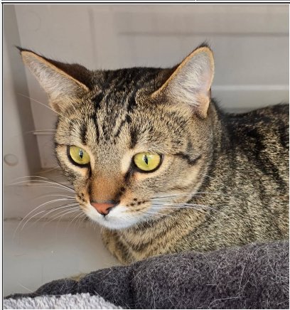 KAT - Domestic Short Hair available for adoption