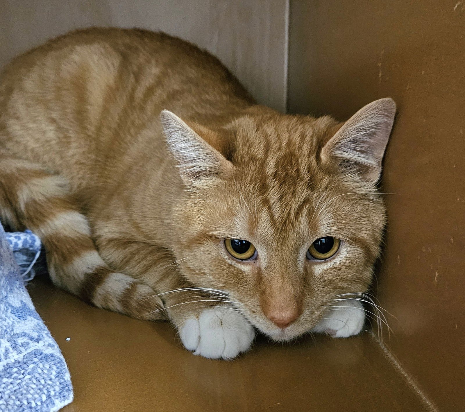 RUDY - Tabby / Domestic Short Hair available for adoption