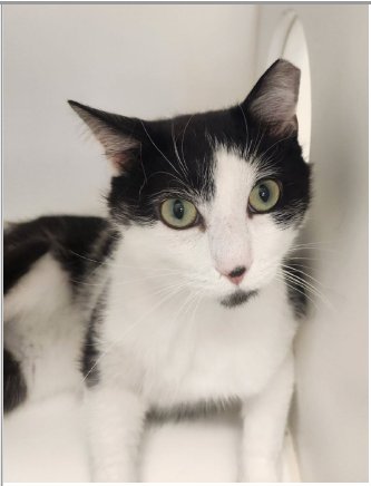 SYLVESTER - Domestic Short Hair available for adoption